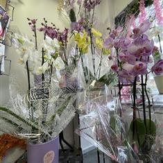 Phalaenopsis Orchids