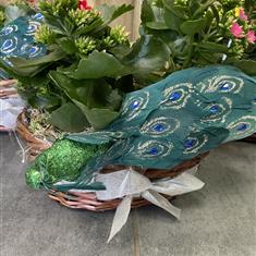 Kalanchoe Planter 
