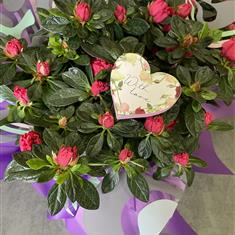 With Love Azalea