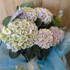 Magical Hydrangea Tree 